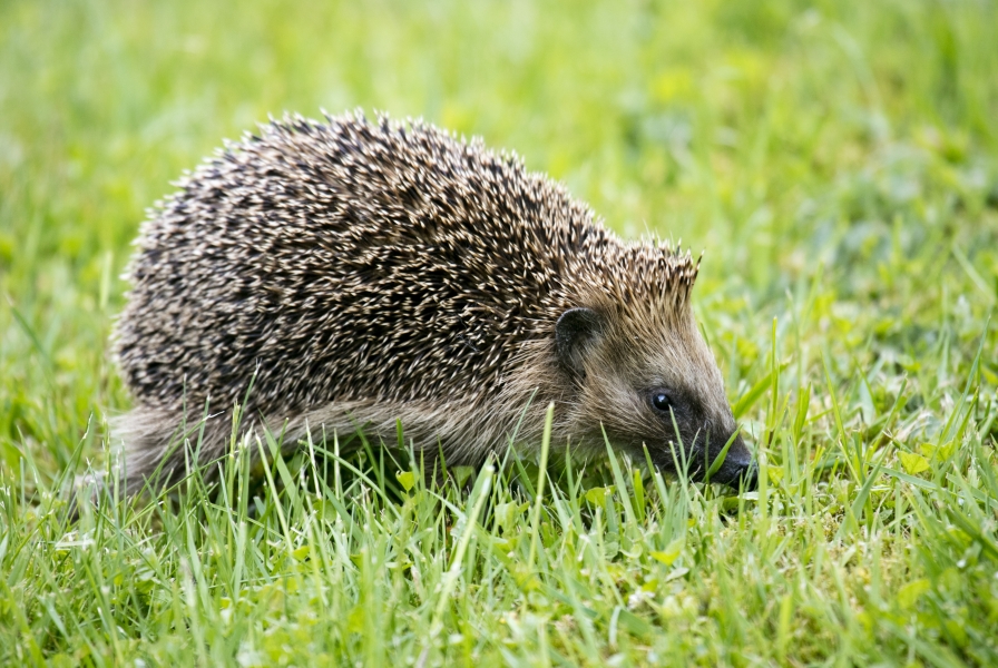 closeup-shot-cute-hedgehog-walking-green-grass